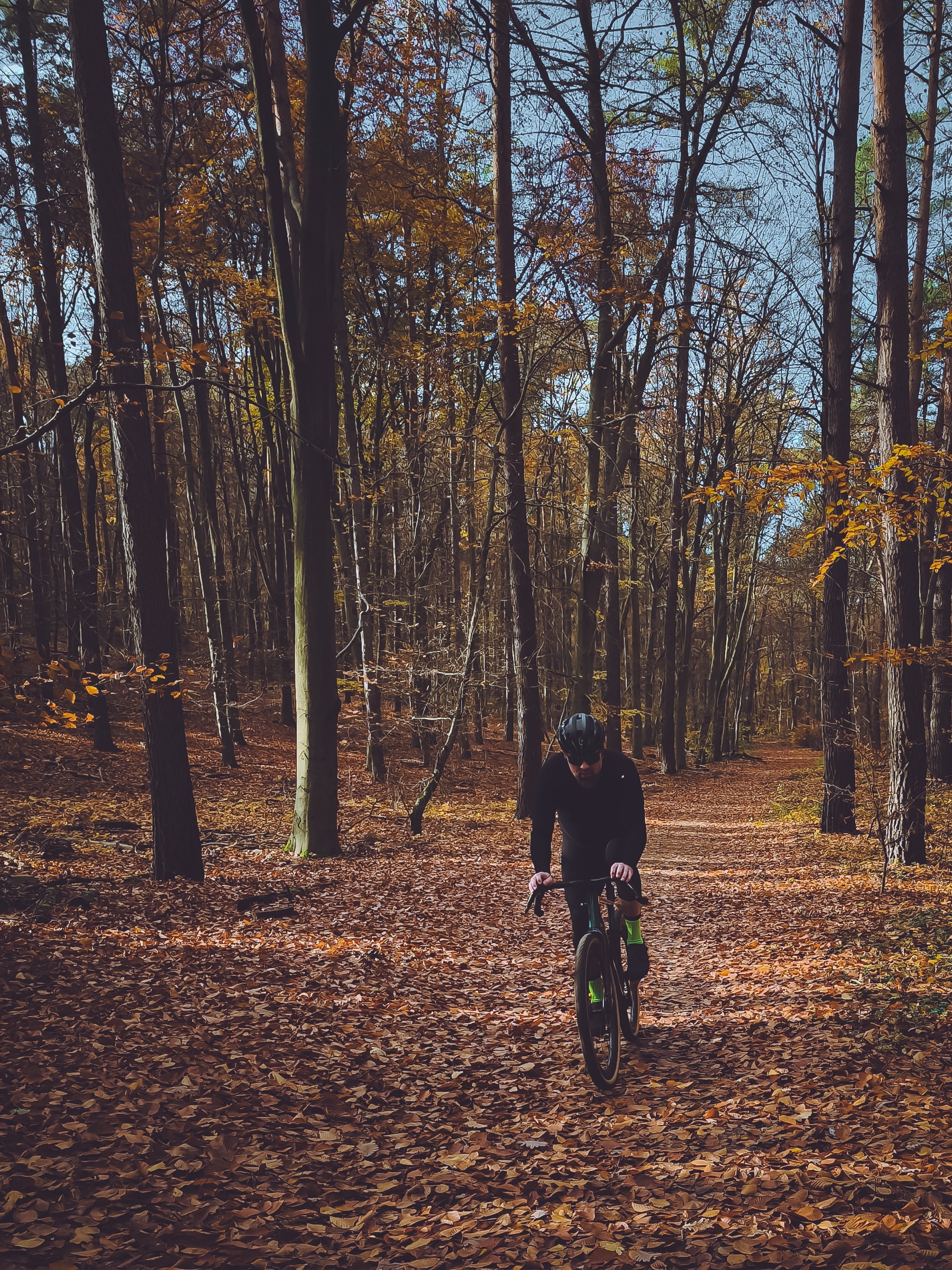 Herbst — Licht im Kiefernwald