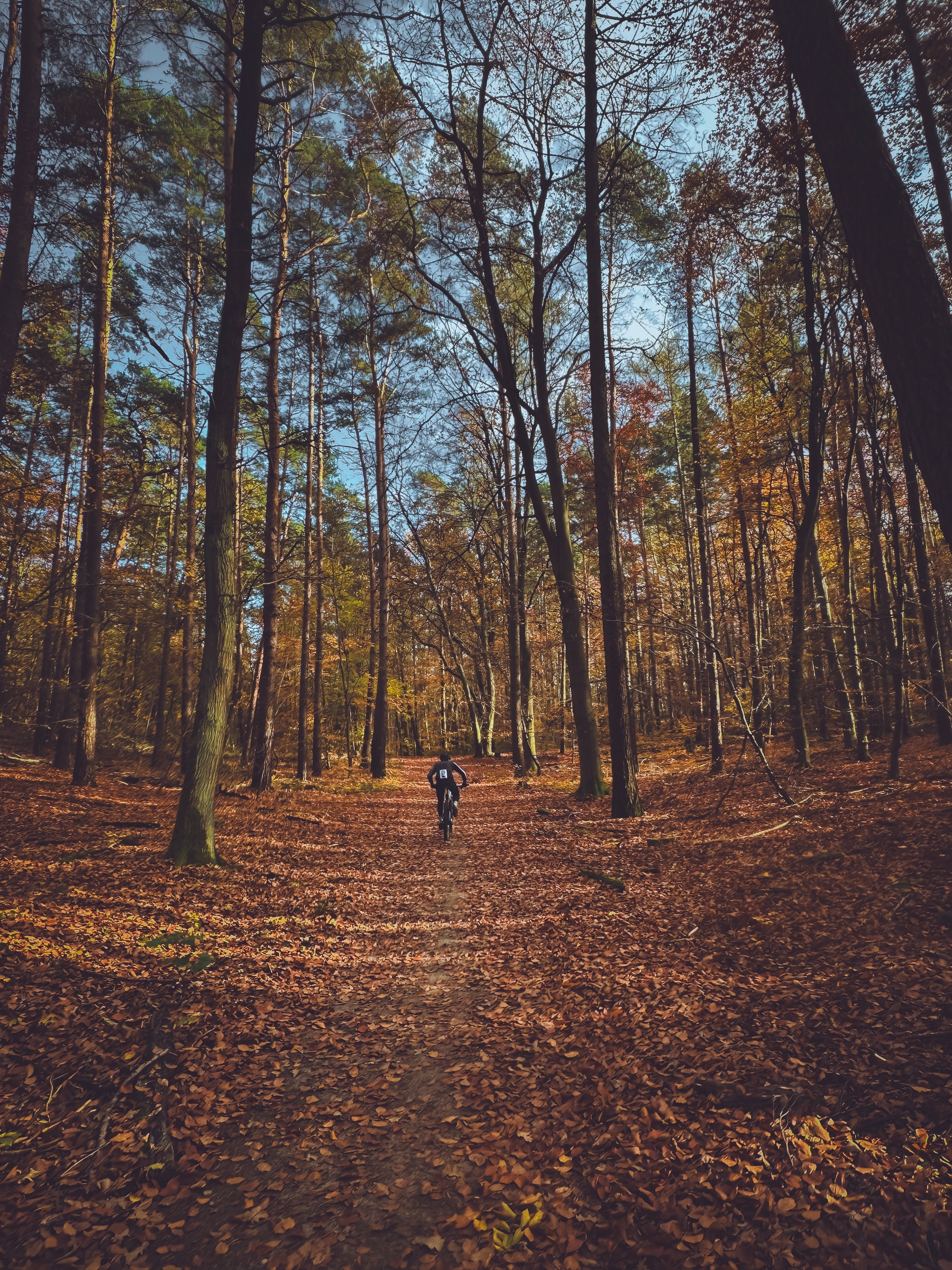 Herbst — Weiter Herbstwald, Fahrer in der Tiefe