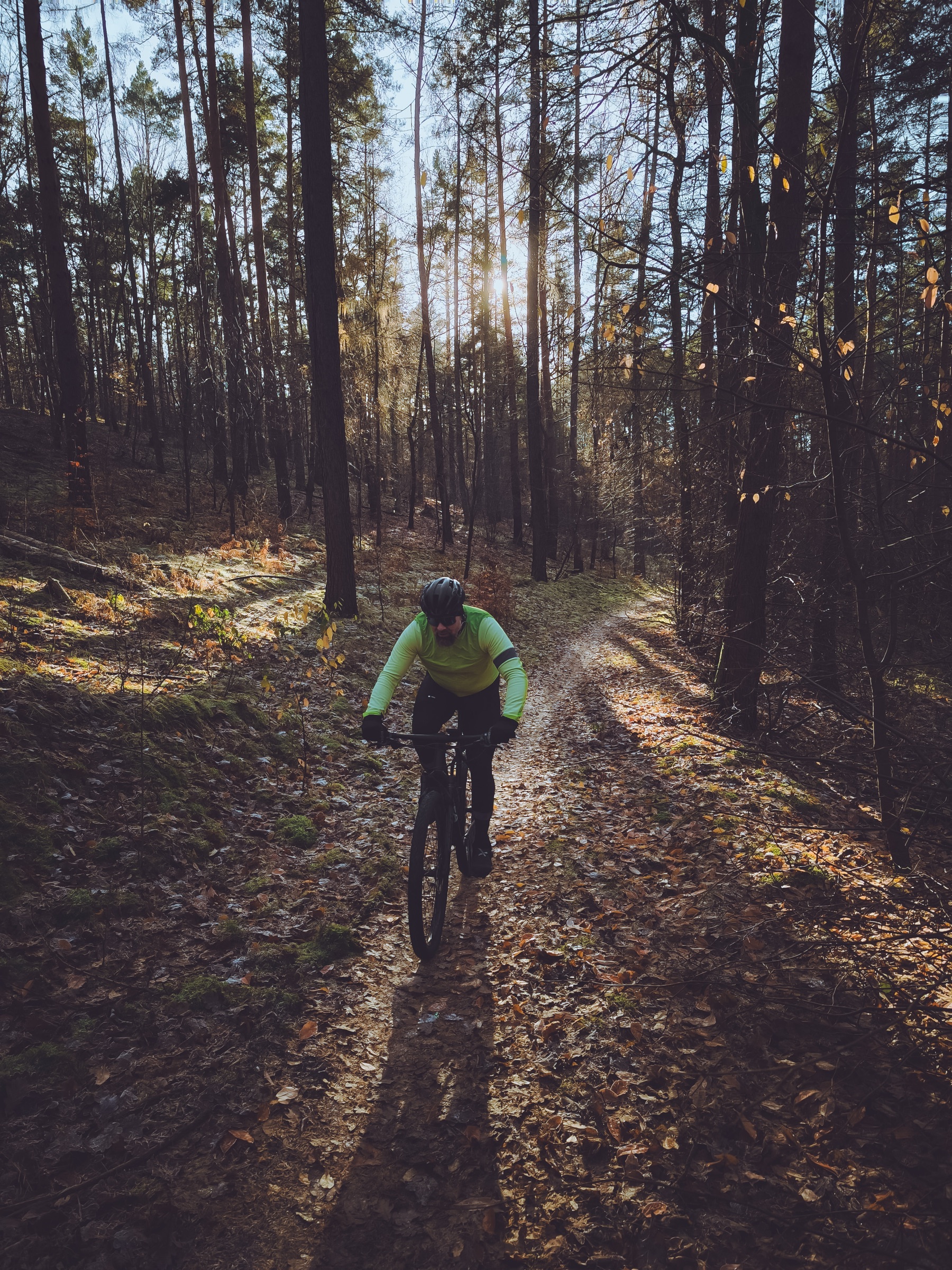 Herbst — Gegenlicht im Kiefernwald