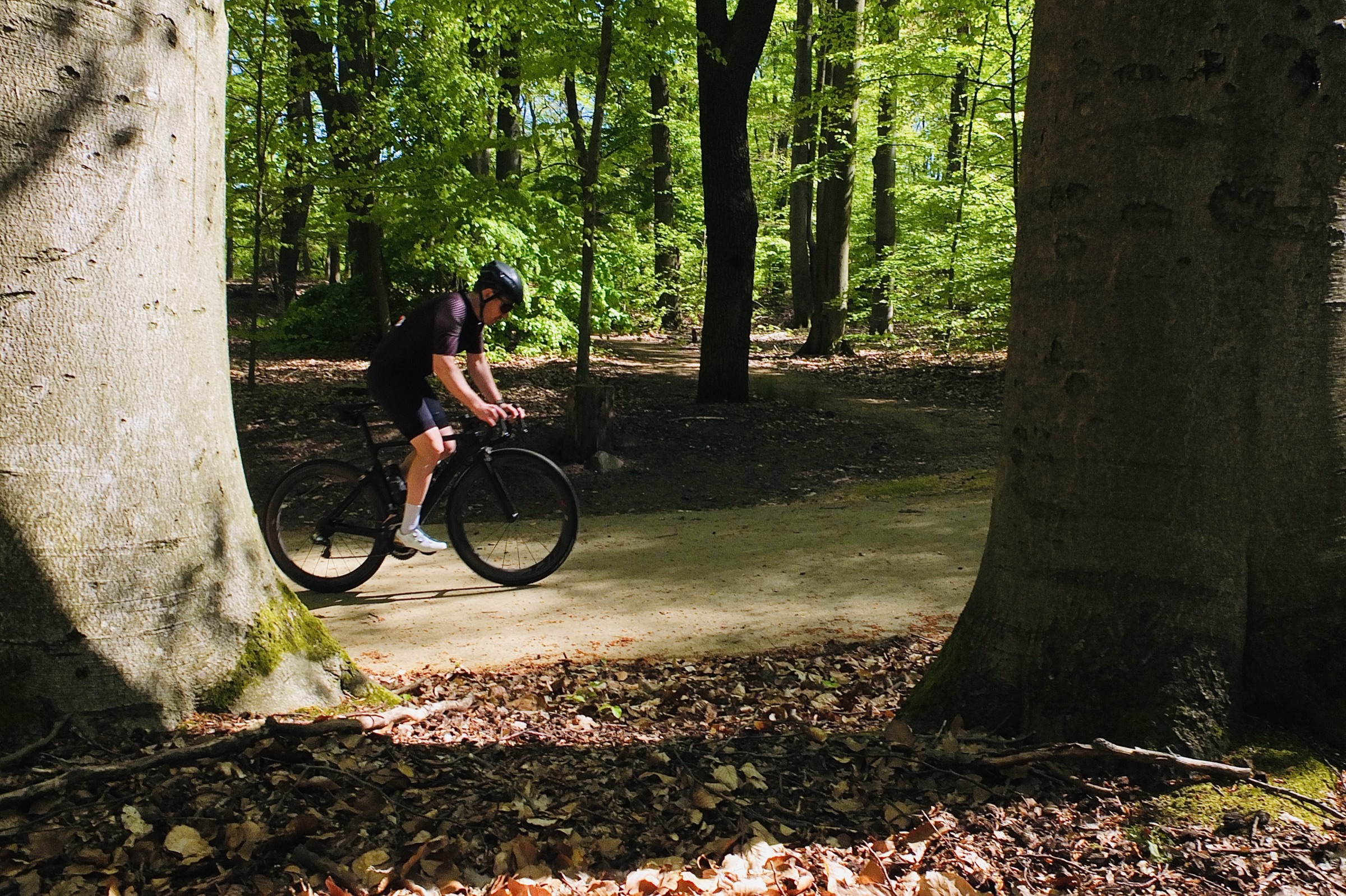 Frühling — Fahrt zwischen Buchenstämmen