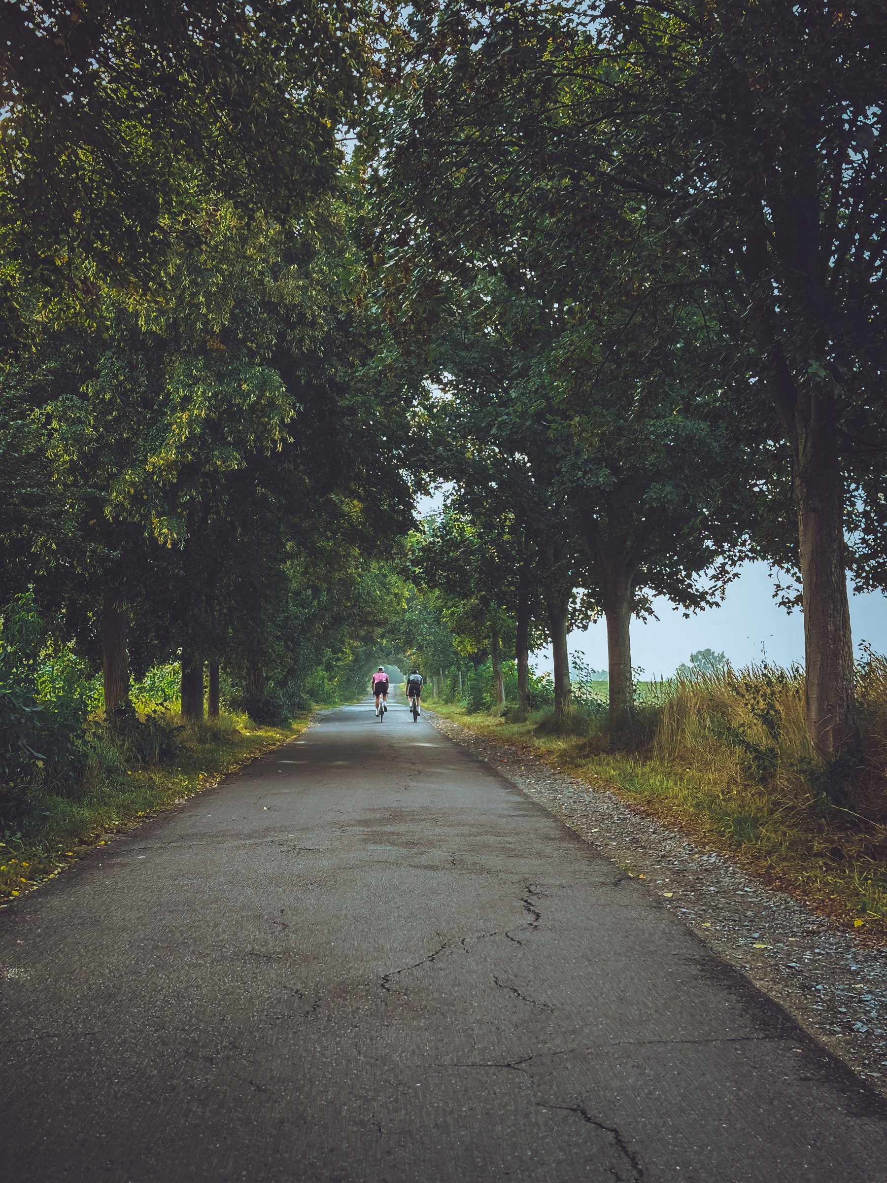 Sommer — Allee und grünes Dach